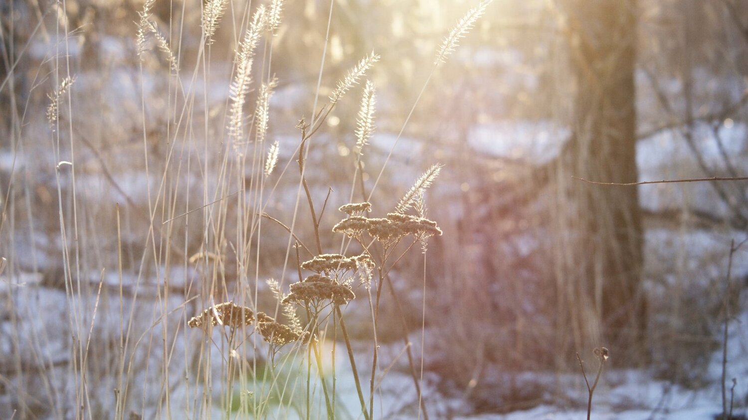 lightsun