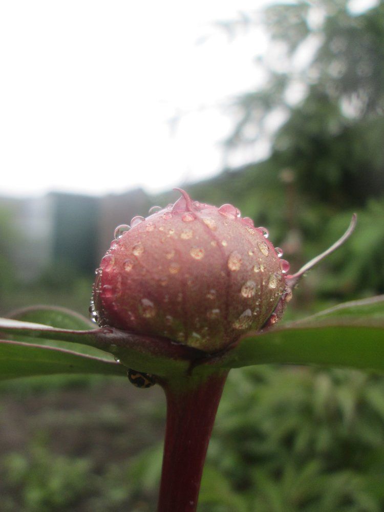 Хрустальное утро...