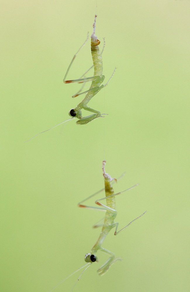 Десантники