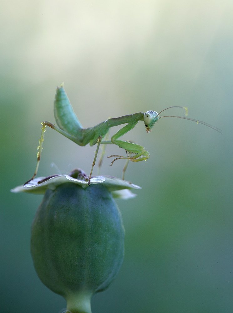 Барабанщик