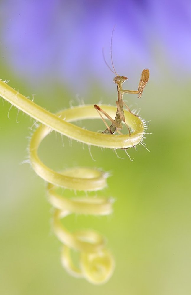 Молитва богомола