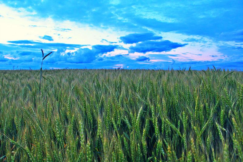 Ромарио, Russia