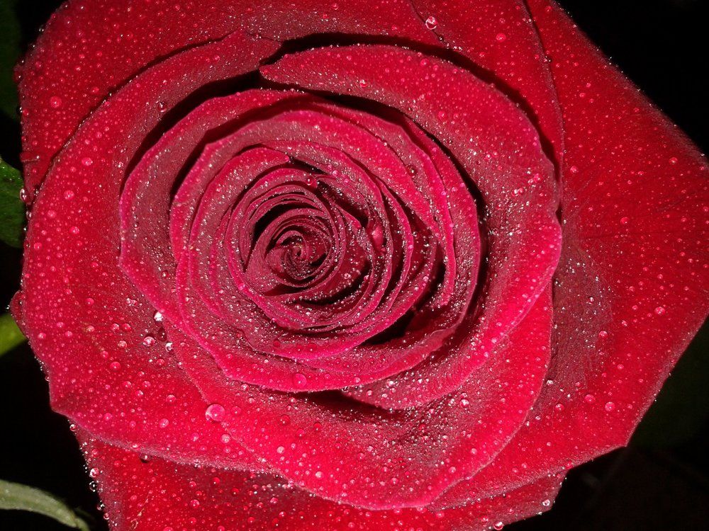 водяные бусинки