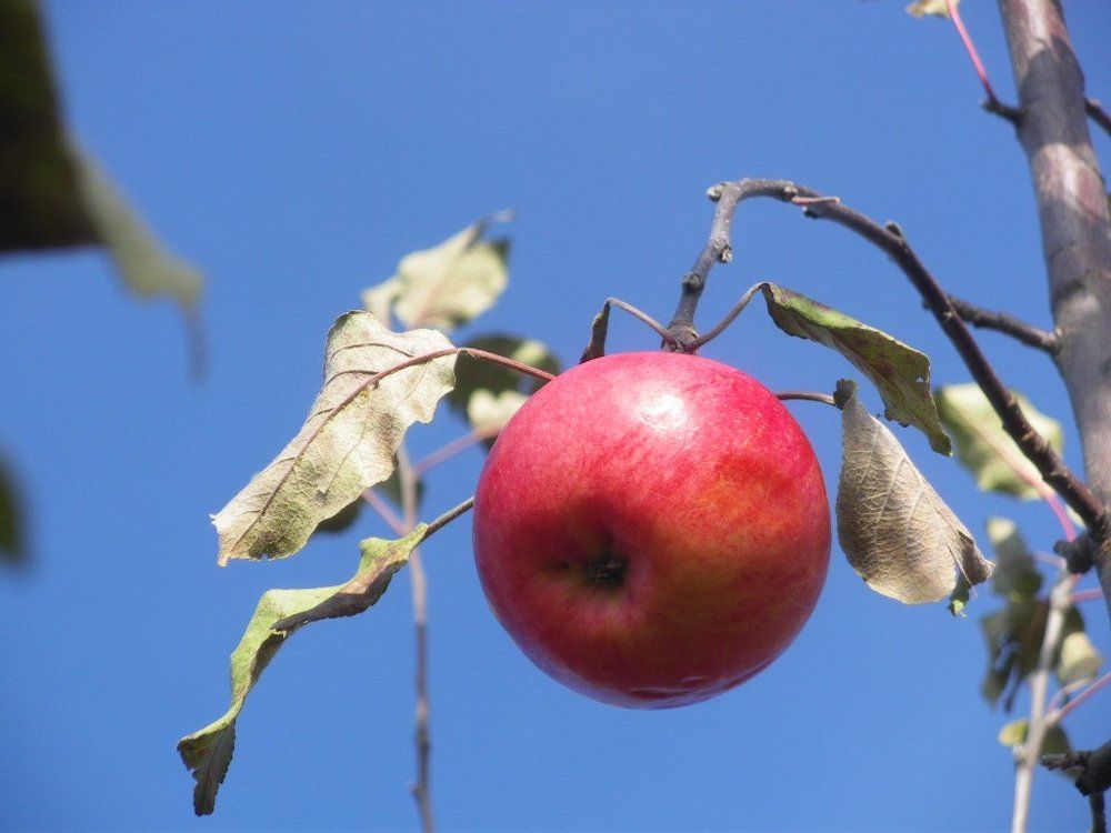 дар поздней осени