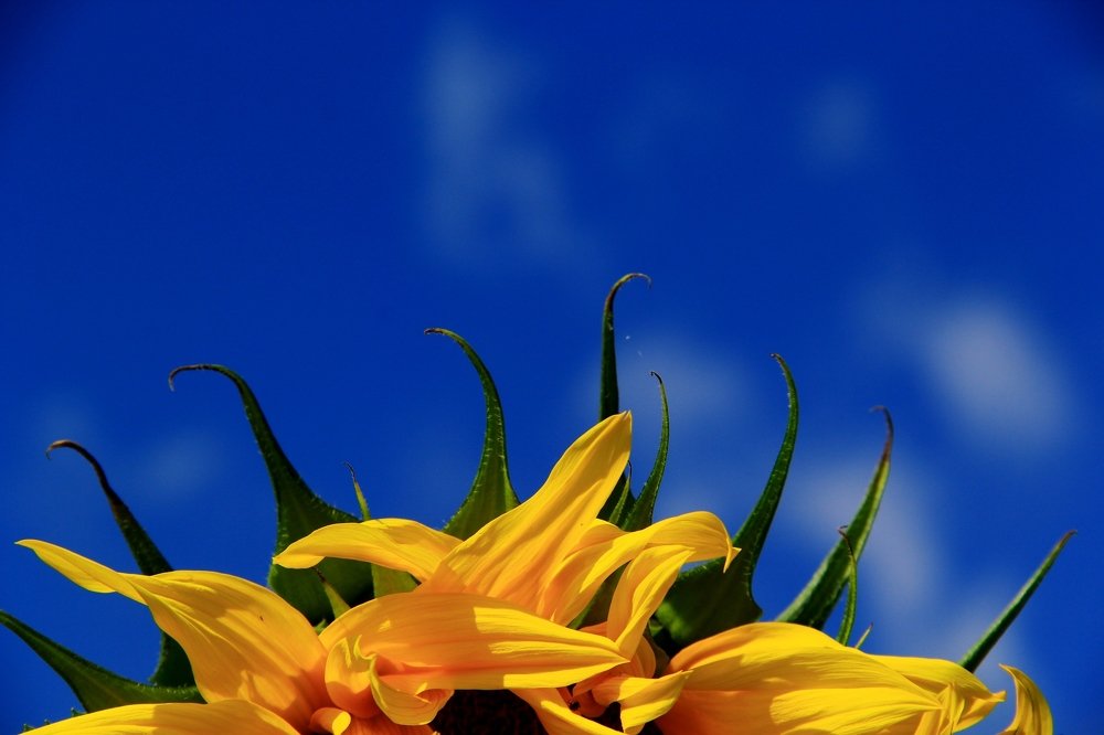 ЛУЧИКИ СОЛНЦА