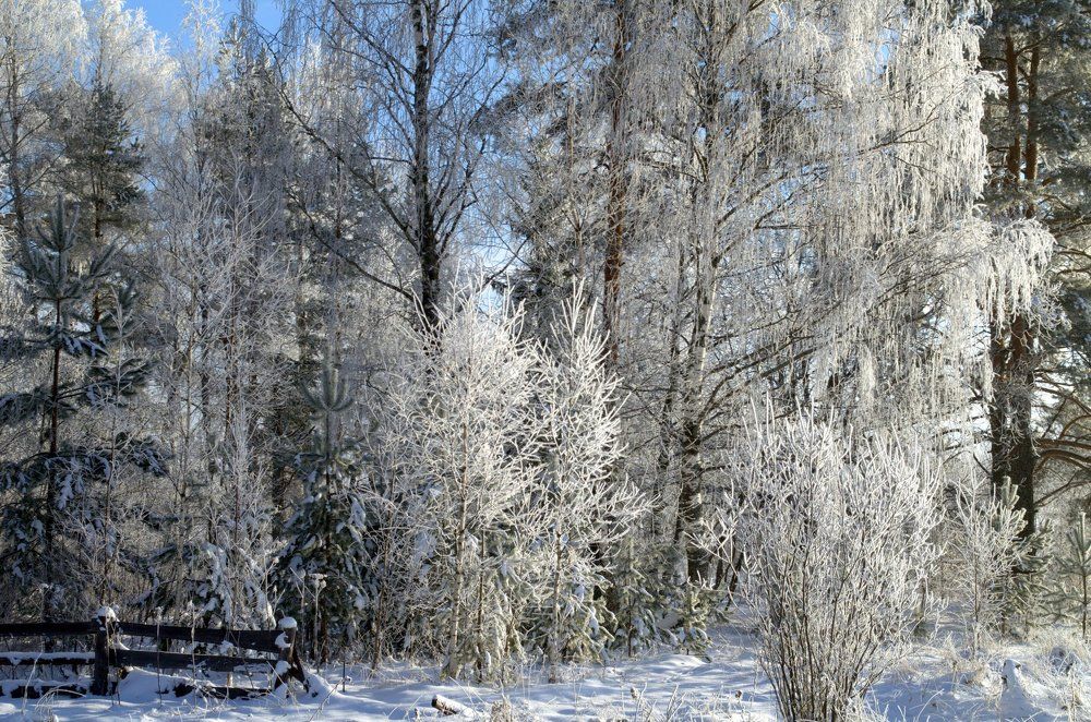 В сказочном лесу