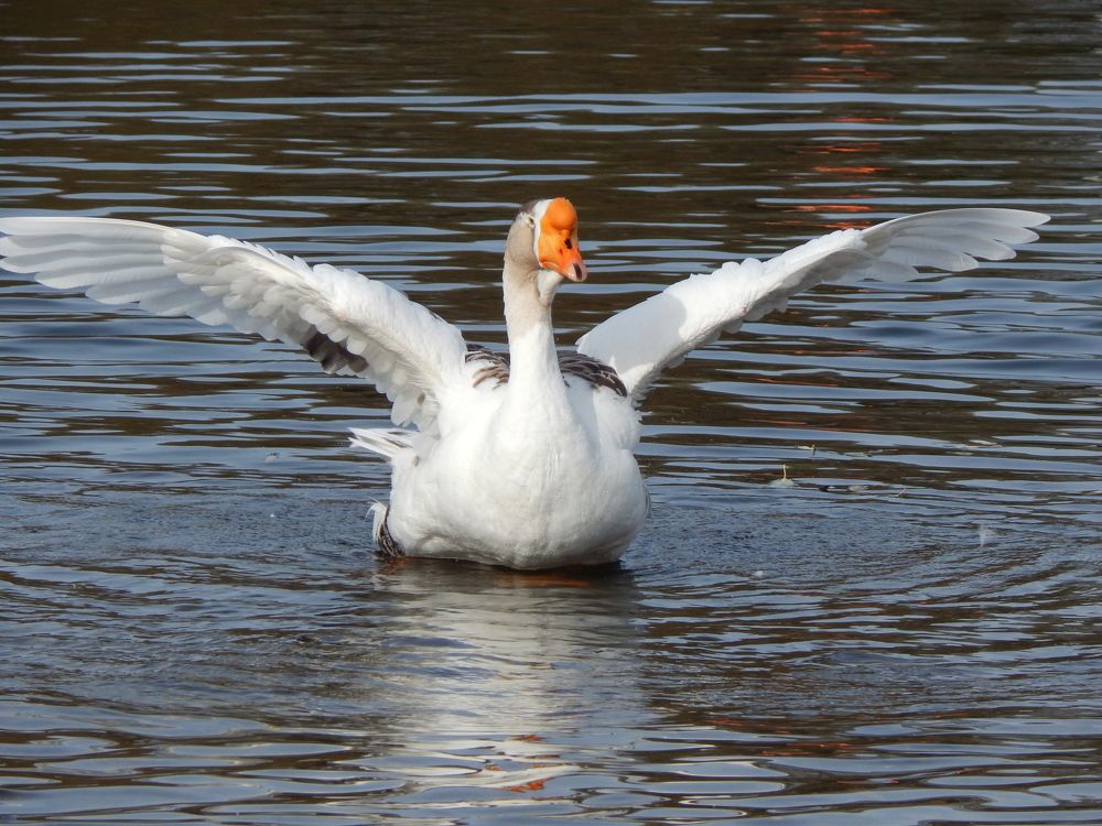 Почти взлетая