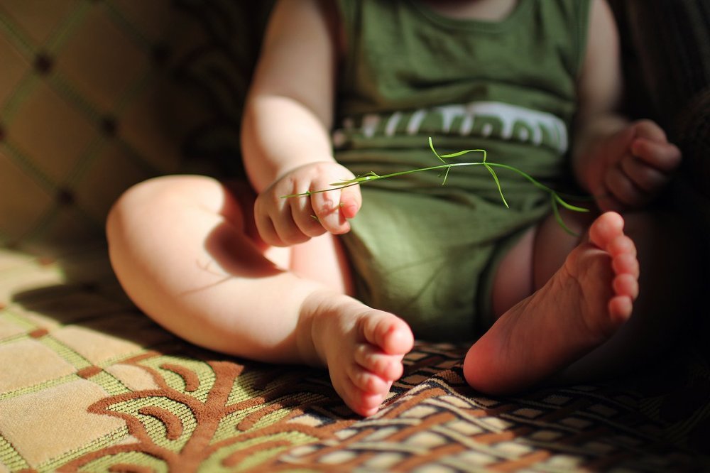 Знакомство с растительным миром