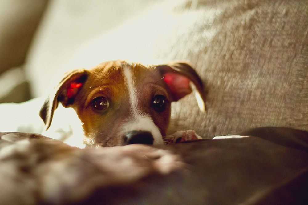 щенок, который всего боится