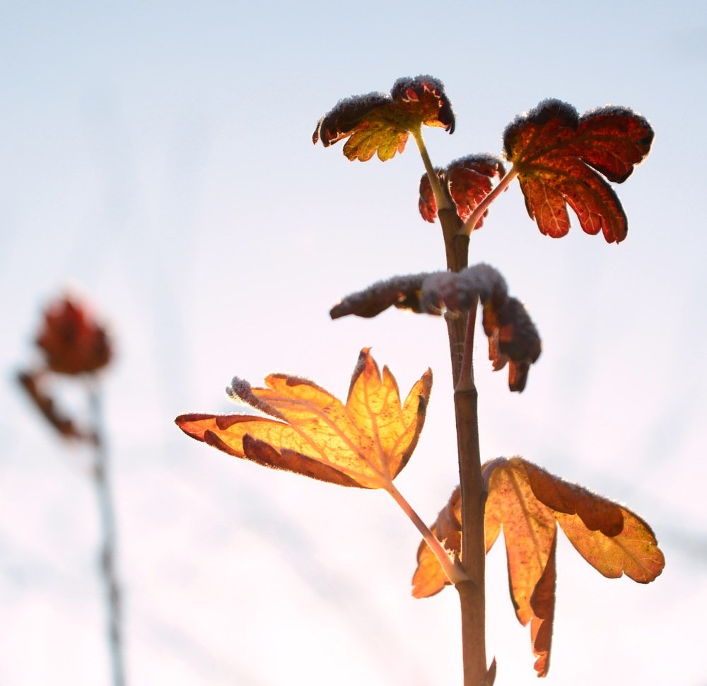 Листья в солнечном наряде