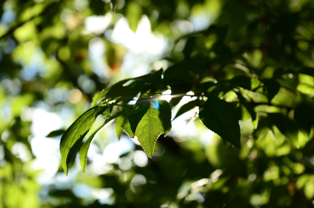 Лучи в листве играли в прятки