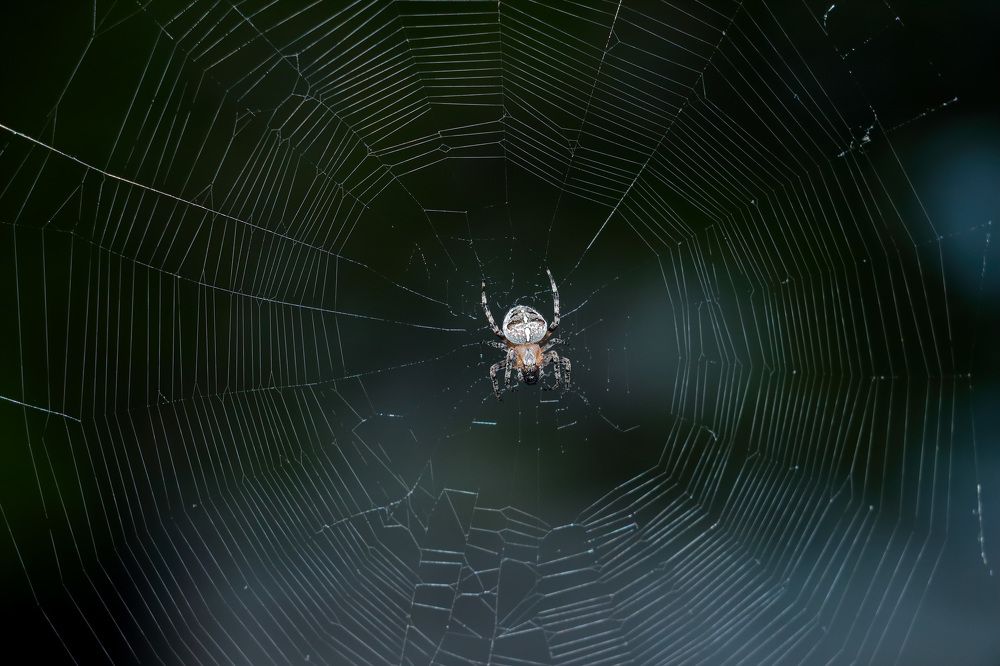 Властелин паутин