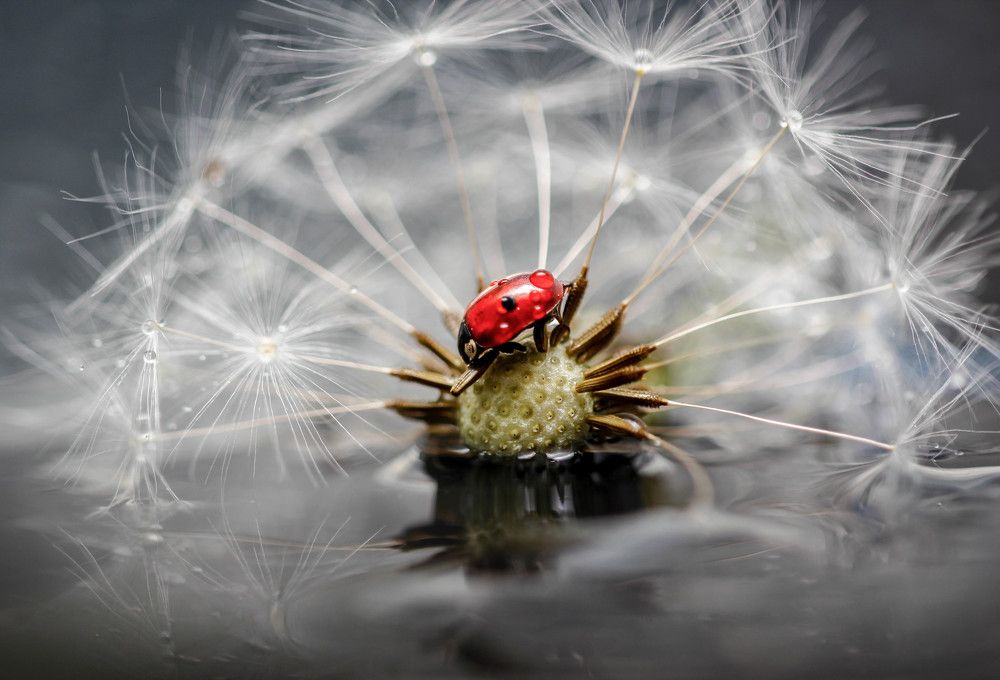 спасательный плот