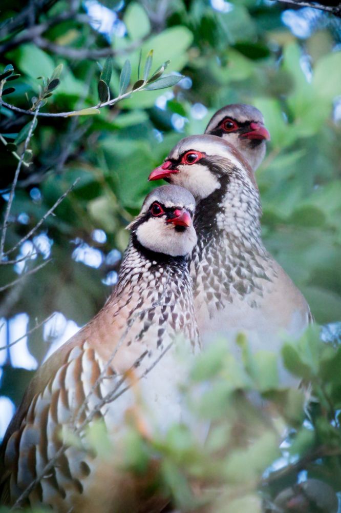 Самого внимательного не съедят!
