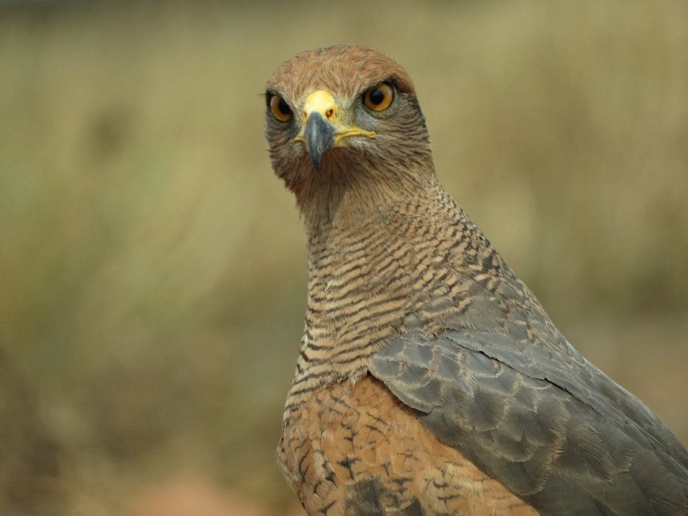 Heterospizias meridionalis - Gavião-caboclo