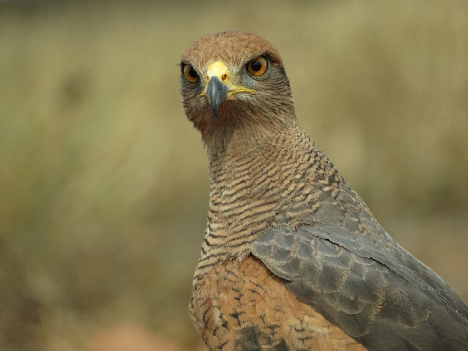 Heterospizias meridionalis - Gavião-caboclo