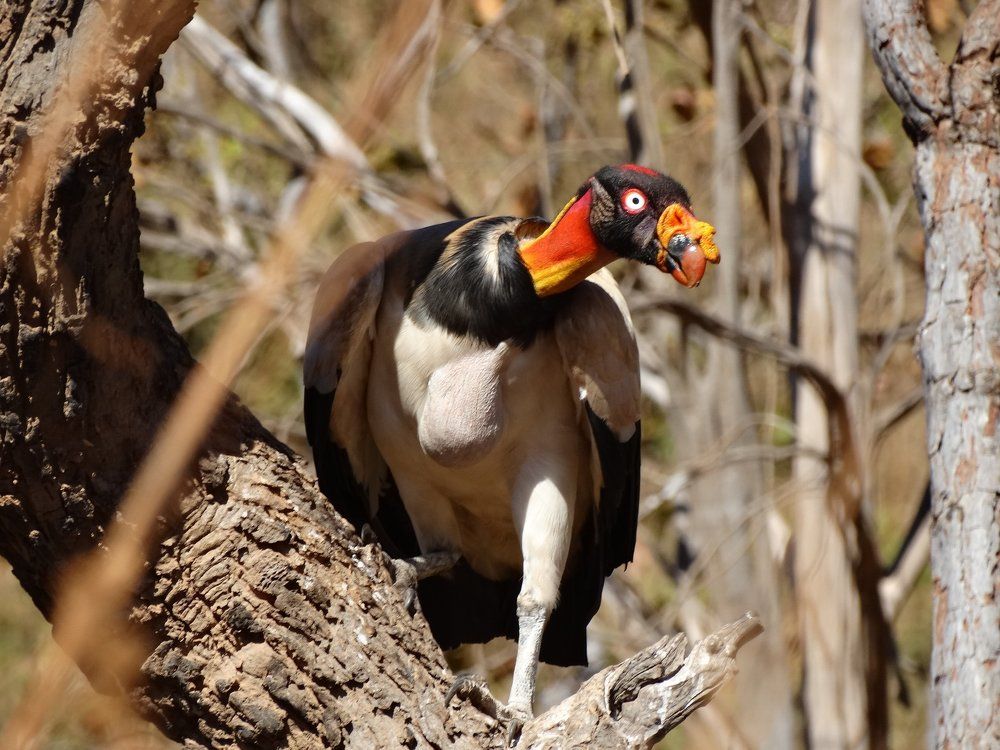 Sarcoramphus papa - Urubu-rei (King vulture)
