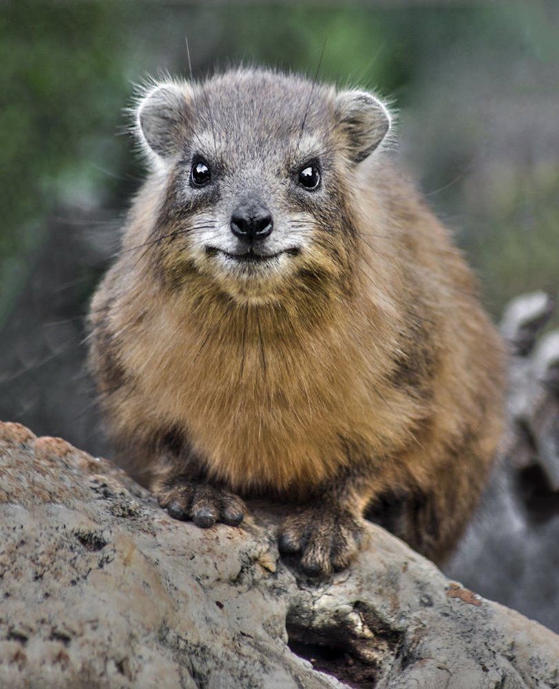 И снова зайцы