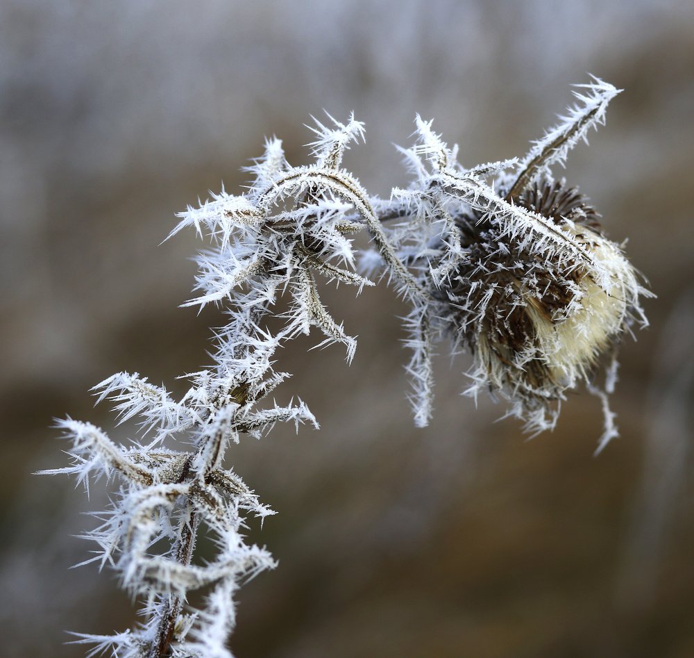 Чудеса природы