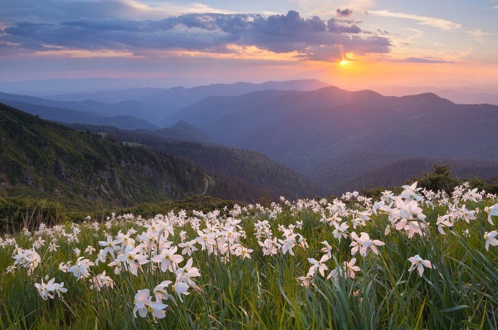 Запах нарциса