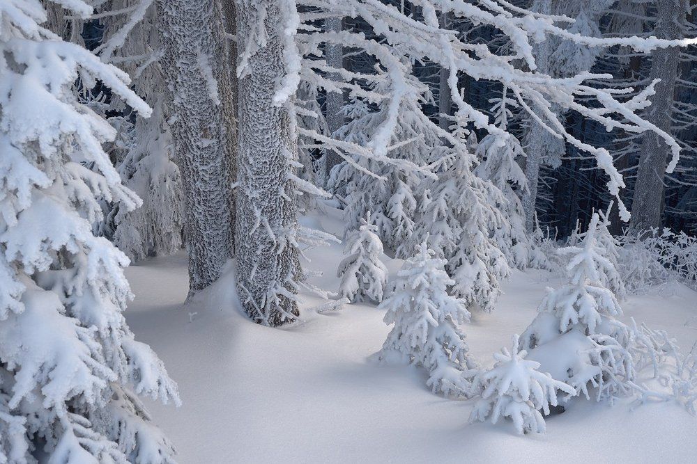 Зимняя сказка