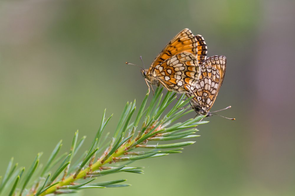 Любовь на грани