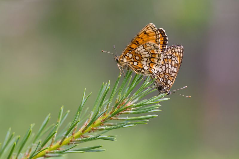 Aleksandr Mikhailov, Russia