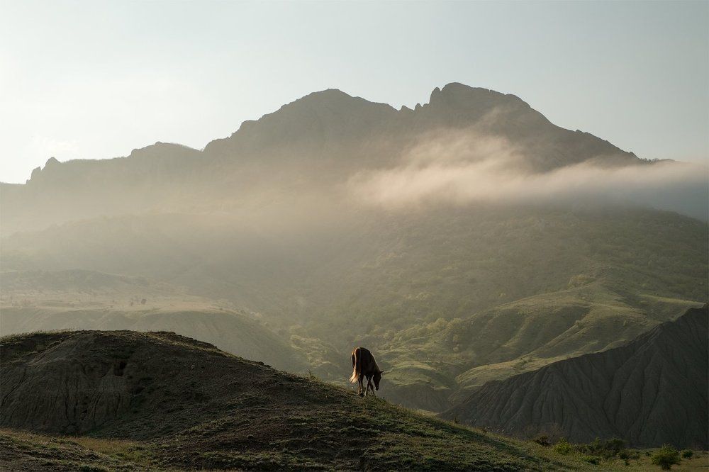 О друге ёжика.