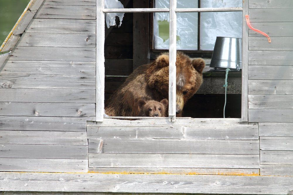 Кто? Кто, в теремочке живёт?