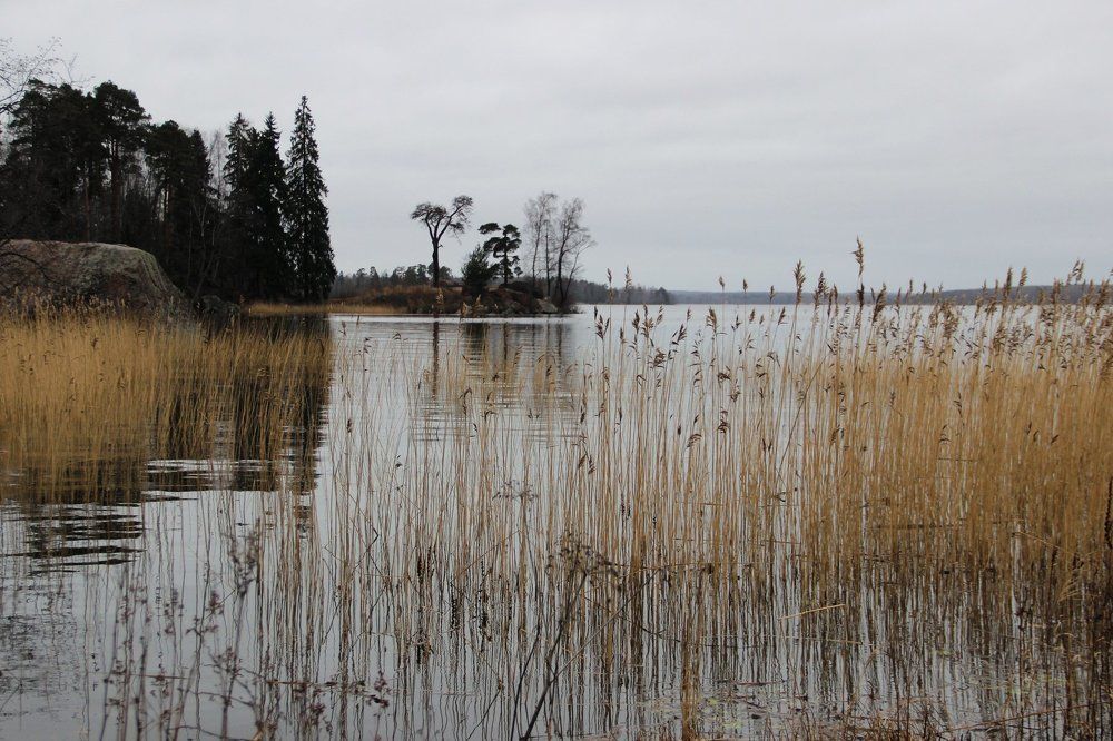 Бесснежный Монрепо в декабре