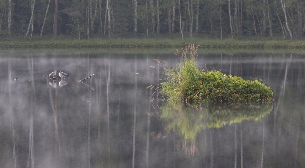 Лесное озеро