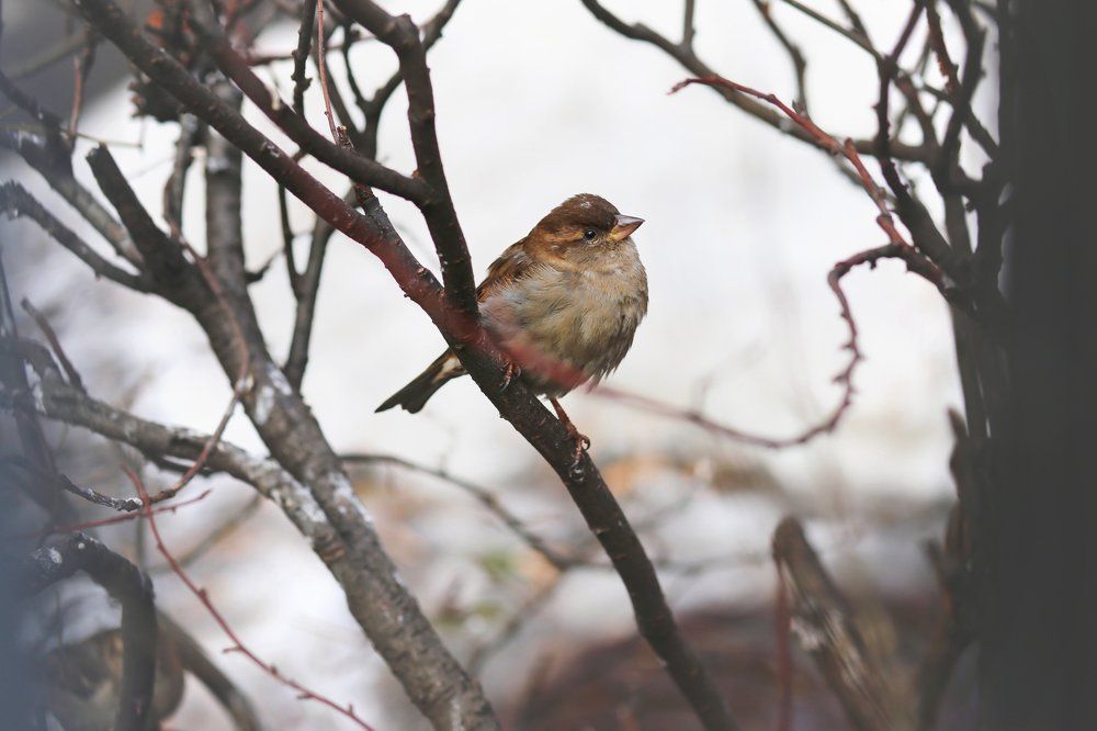 Наблюдатель