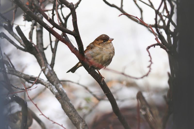 Анна Бродова, Russia