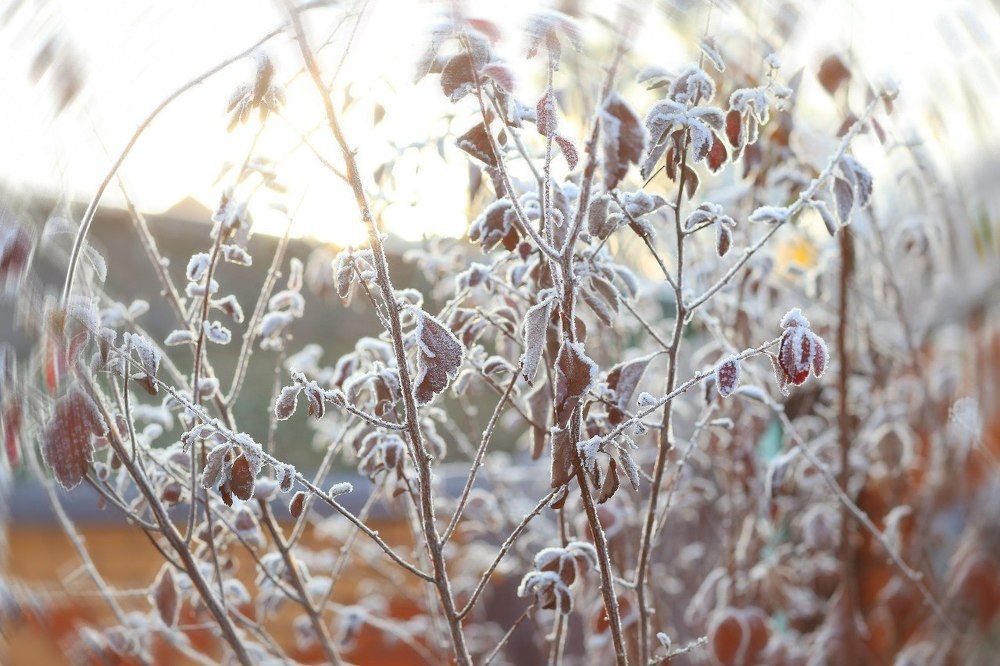 Сахарная пудра