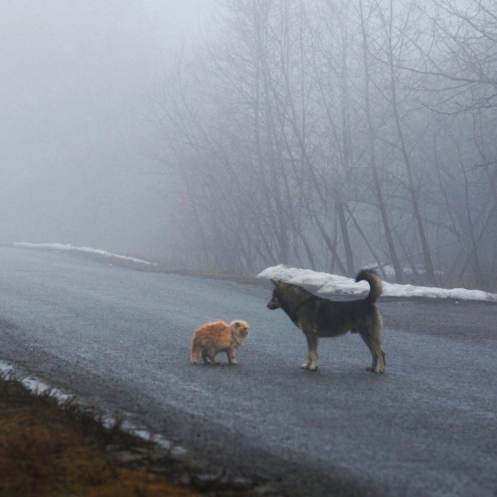 Встреча в тумане