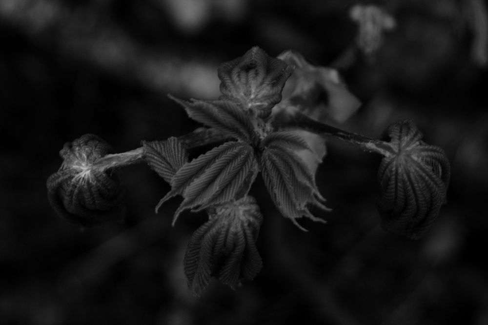 жизнь как чудо