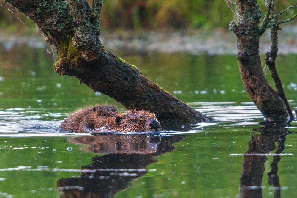 Эх, прокачусь!