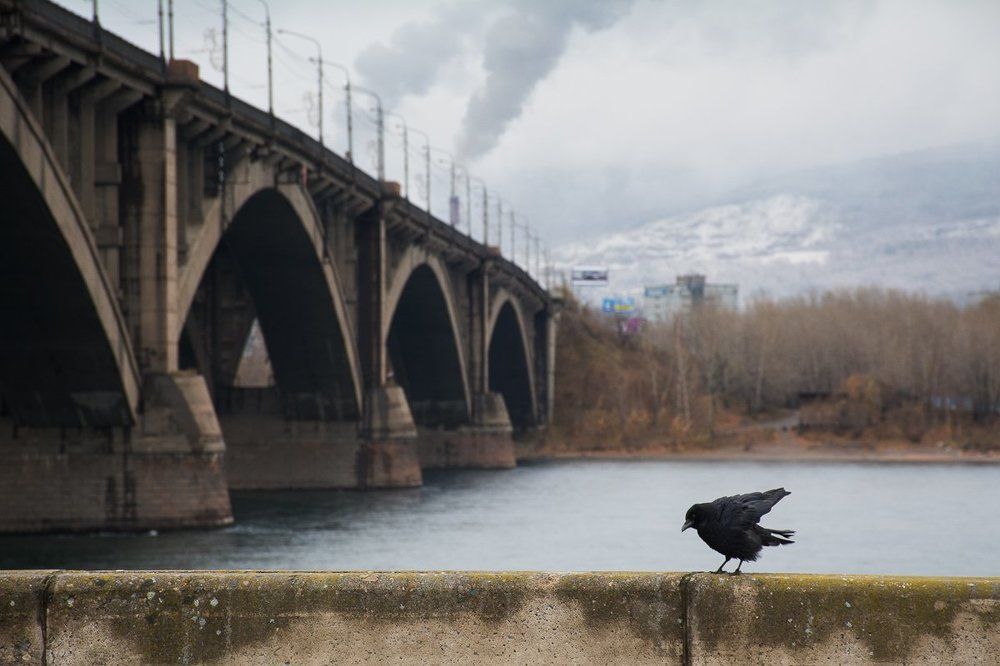 Под мостом ворона...