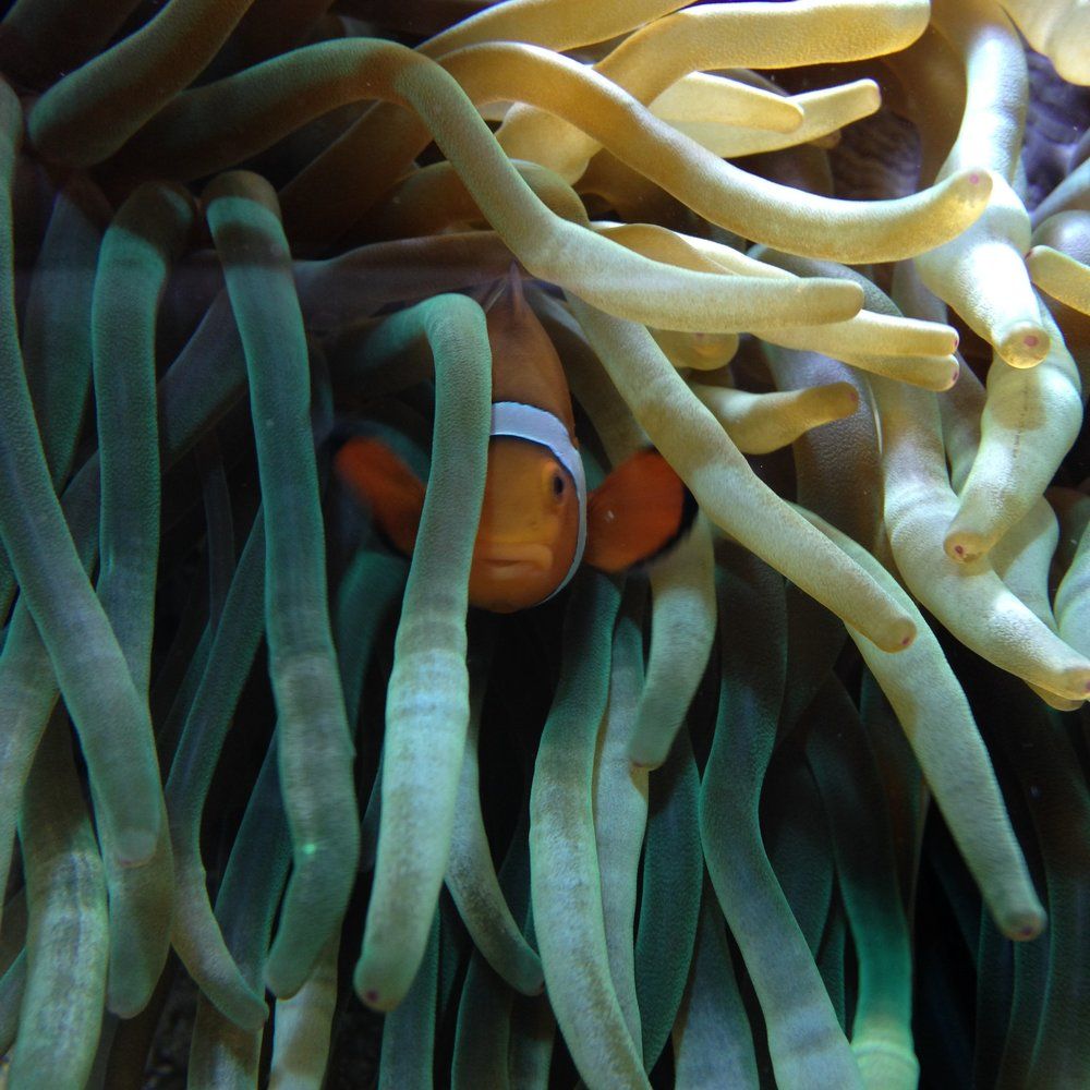 Red Clownfish trying to hide from visitants