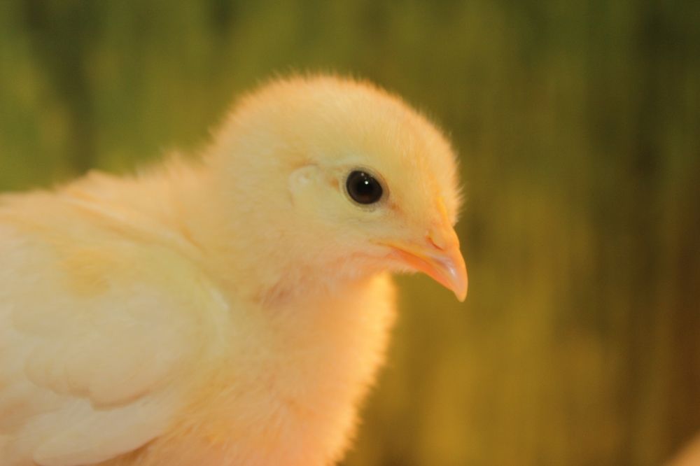 Желтый, маленький цыпленок.