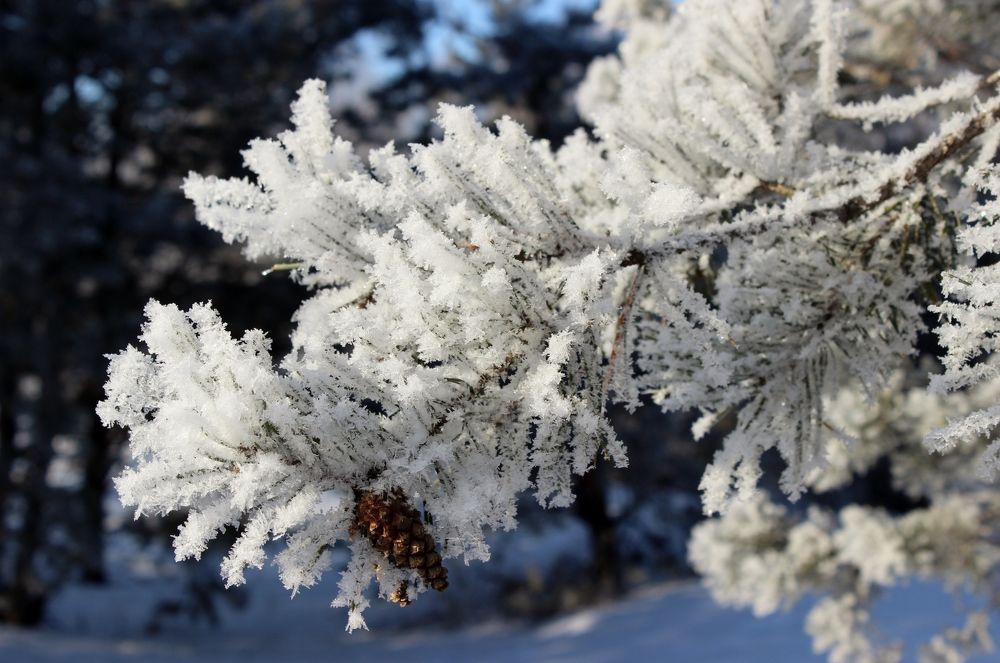 Пушистая ветка.