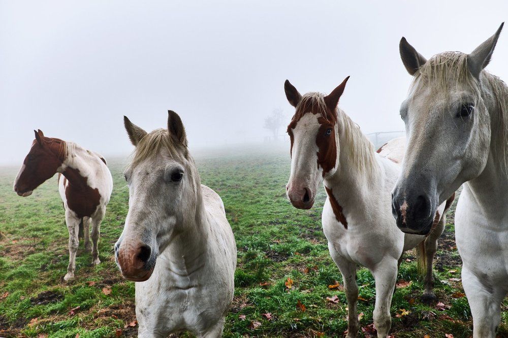 Просто лошадки