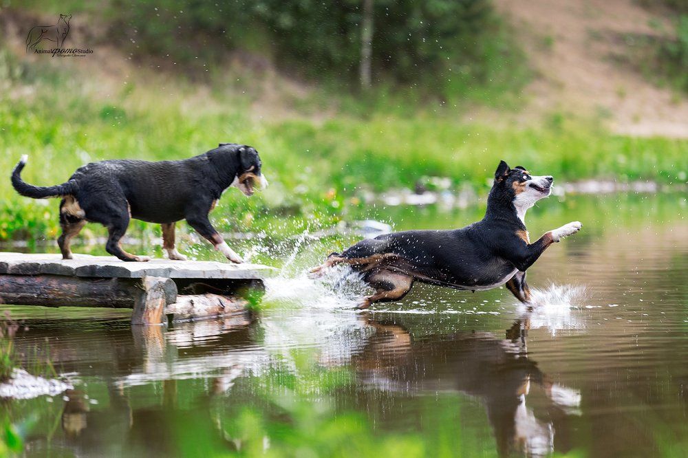 я ухожу, ухожу красиво...