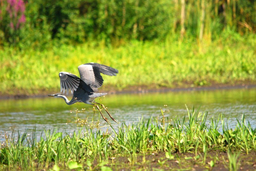 краски лета