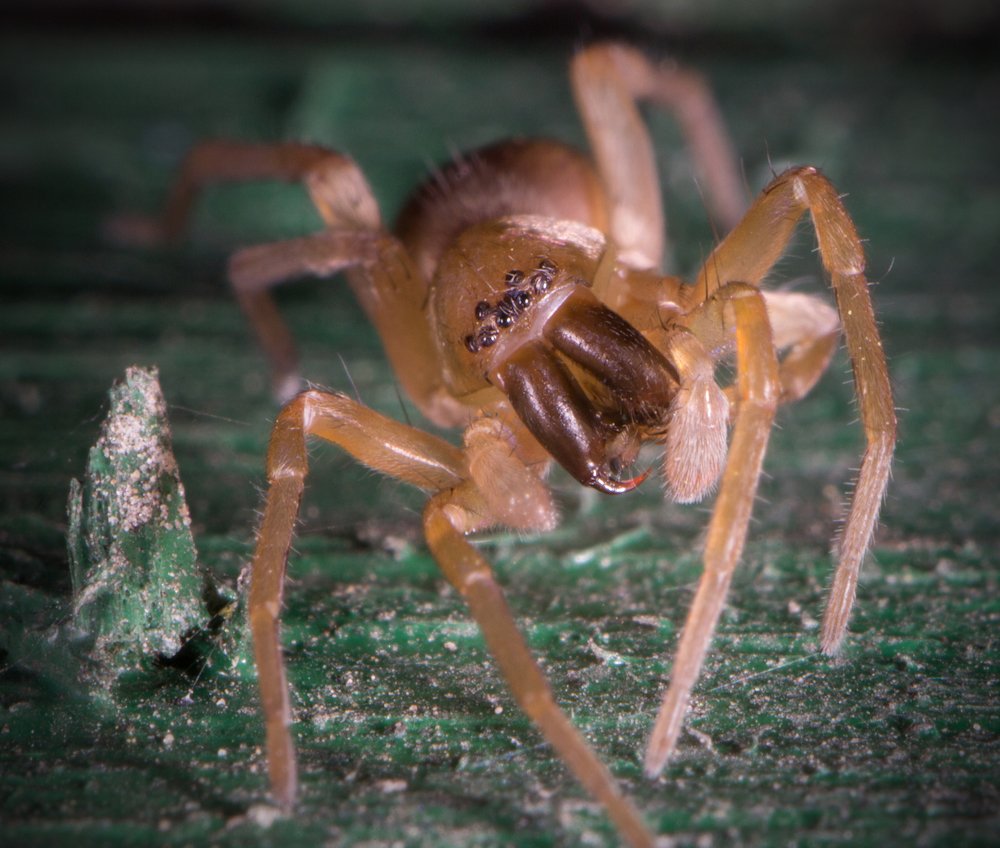 Cheiracanthium oncognathum  (чистим зубки перед едой)