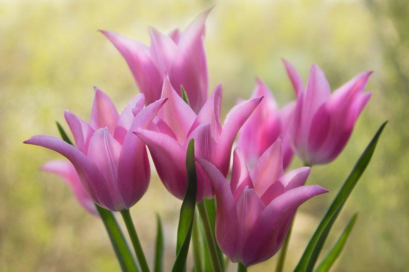 Tatyana Nepomnyashchaya, Ukraine