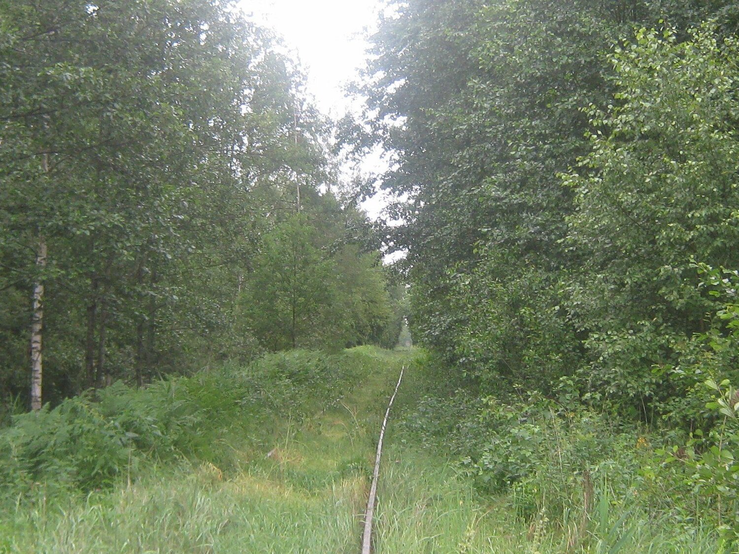 Forest
