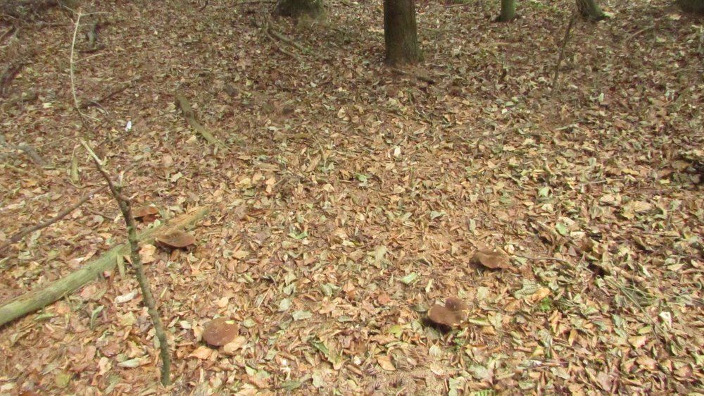 Mushroom magic circle