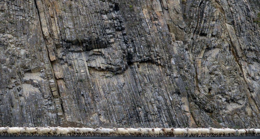 Гора и овцы)