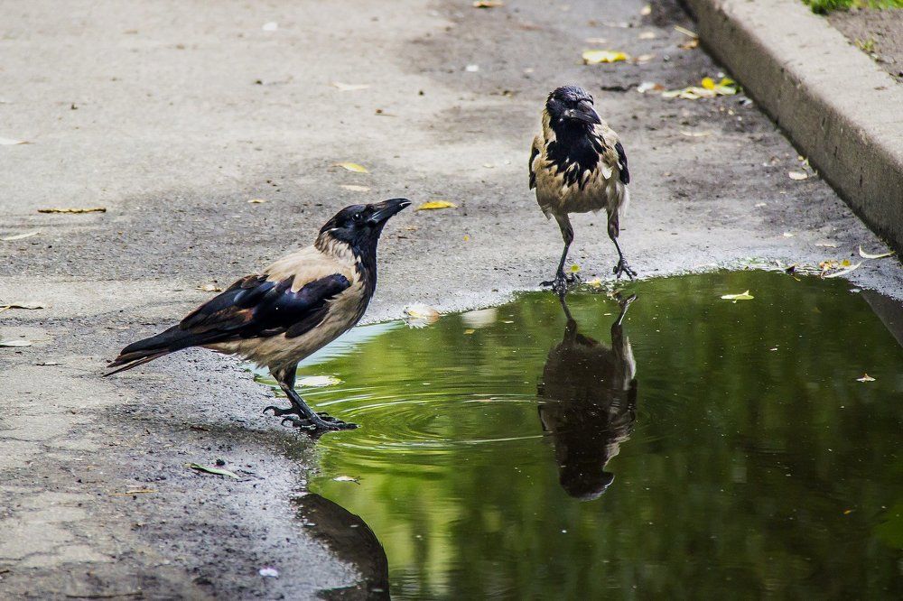 Photograph by Вероника Толаболина
